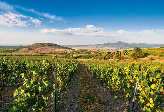 Wines of Slovakia