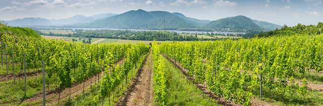 Weinbaugebiete der Slowakei