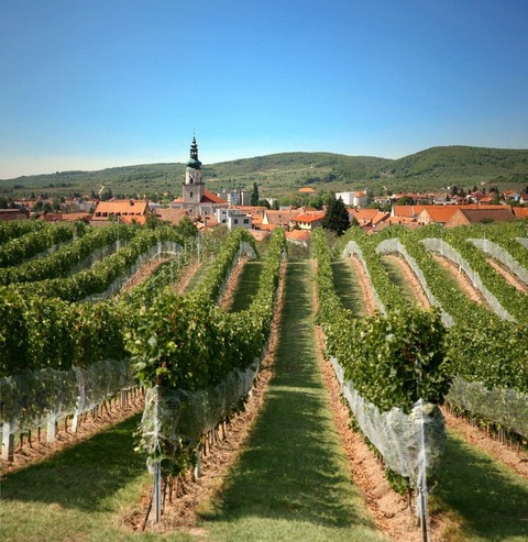 Weinbaugebiete der Slowakei Modra