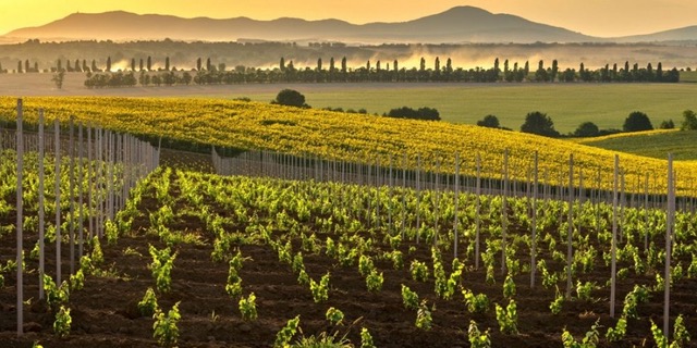 Weinbaugebiete der Slowakei