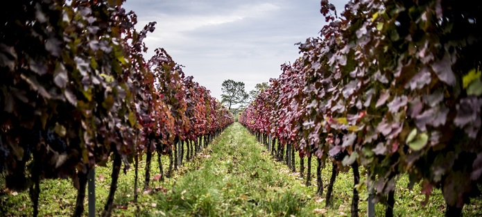 Wines of Slovakia